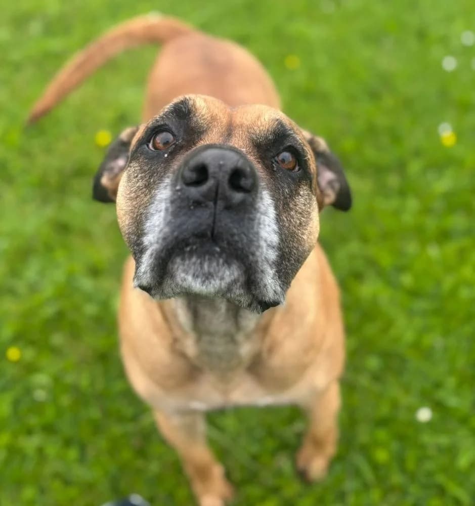 Kila, female 5yo Mixed Breed for adoption at RSPCA Macclesfield, SE Cheshire and Buxton