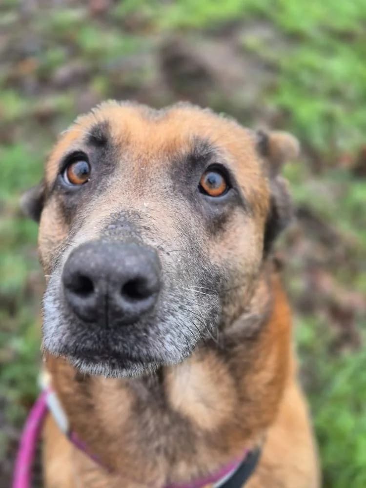 Minnie, female young mixed breed for adoption at RSPCA Macclesfield, SE Cheshire and Buxton