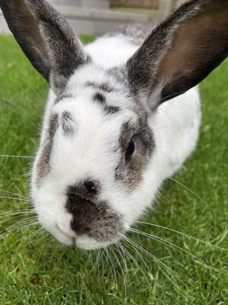 Nero,  5yo Mixed Breed for adoption at RSPCA Macclesfield, SE Cheshire and Buxton