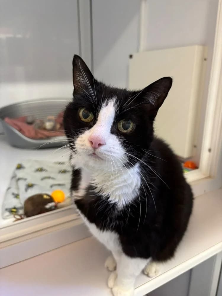 Socks, female senior Mixed Breed Cat for adoption at RSPCA Macclesfield, SE Cheshire and Buxton