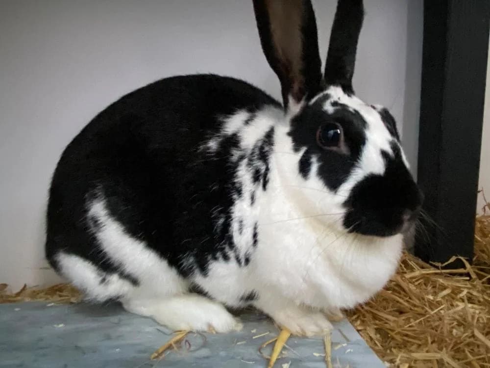 Sunna, female young Mixed Breed for adoption at RSPCA Macclesfield, SE Cheshire and Buxton