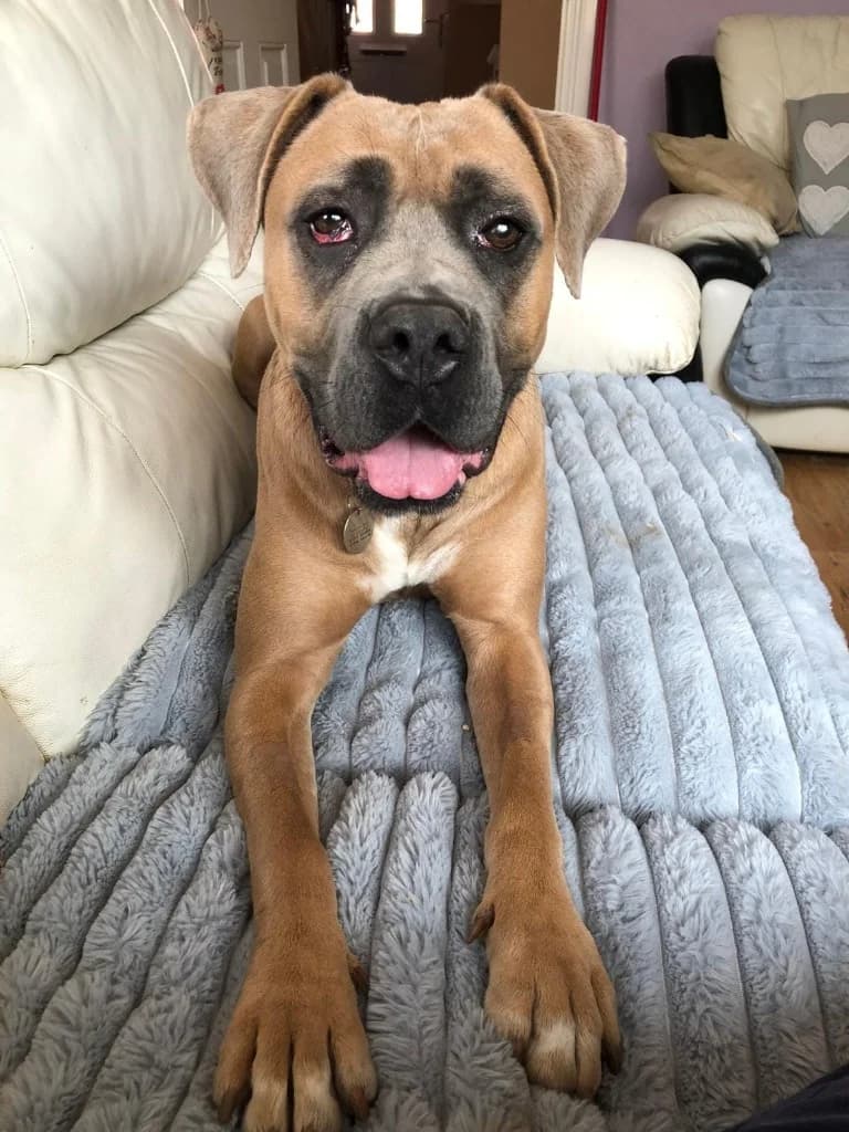 Sophia, female young Mastiff for adoption at RSPCA Northamptonshire Branch