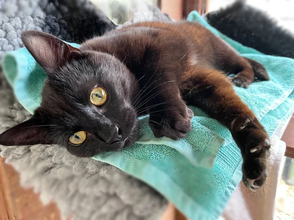 Elliot, Mixed Breed Cat (RSPCA Northamptonshire Branch)