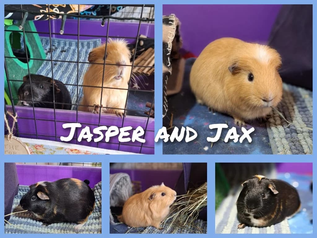 Jasper, male puppy Guinea Pig for adoption at RSPCA Northamptonshire Branch