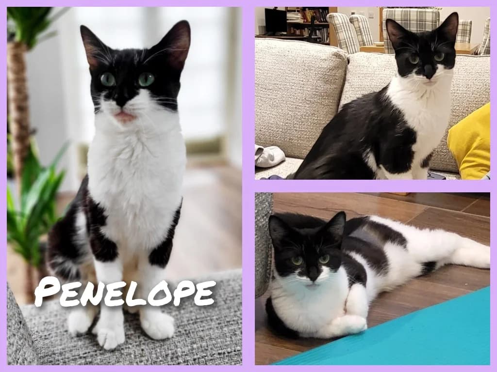 Penelope, female young Mixed Breed Cat for adoption at RSPCA Northamptonshire Branch
