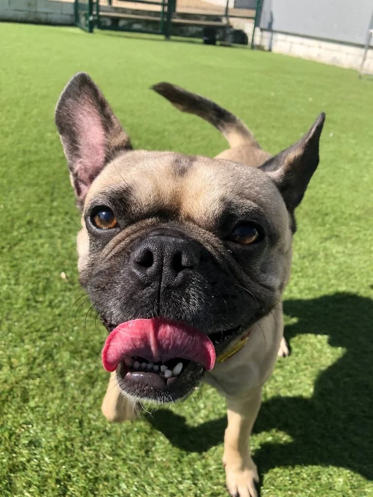 Milo, male 3yo English Bulldog for adoption at RSPCA Northamptonshire Branch