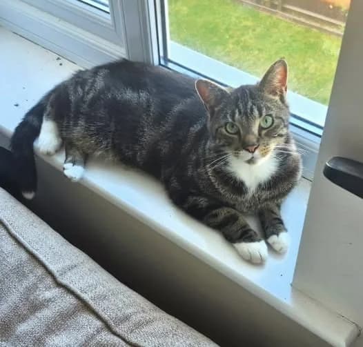 Riki, male 3yo Mixed Breed Cat for adoption at RSPCA Northamptonshire Branch