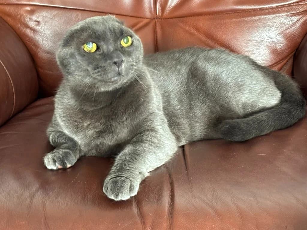 Morgana, female senior Russian Blue for adoption at RSPCA Northamptonshire Branch