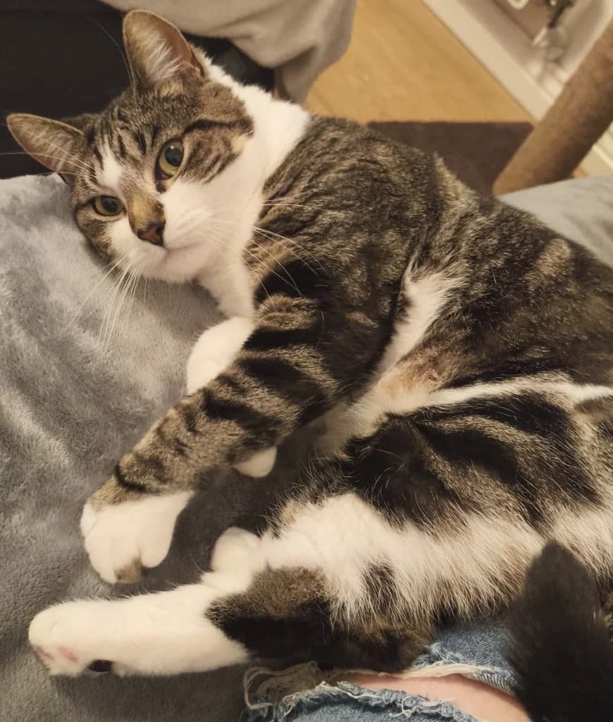 Mabel, female young Mixed Breed Cat for adoption at RSPCA Northamptonshire Branch