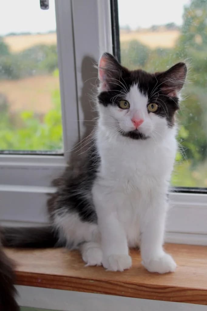 Panda, male puppy Mixed Breed Cat for adoption at RSPCA Northamptonshire Branch