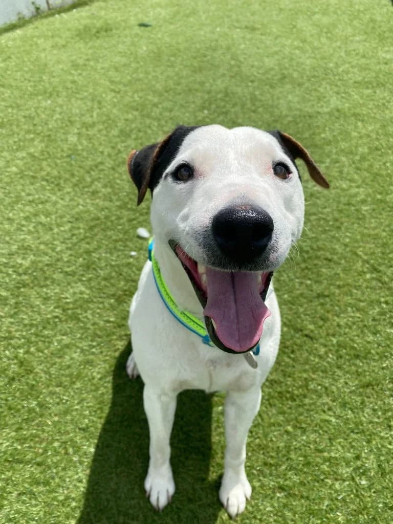 Max, male 3yo Jack Russell Terrier for adoption at RSPCA Northamptonshire Branch