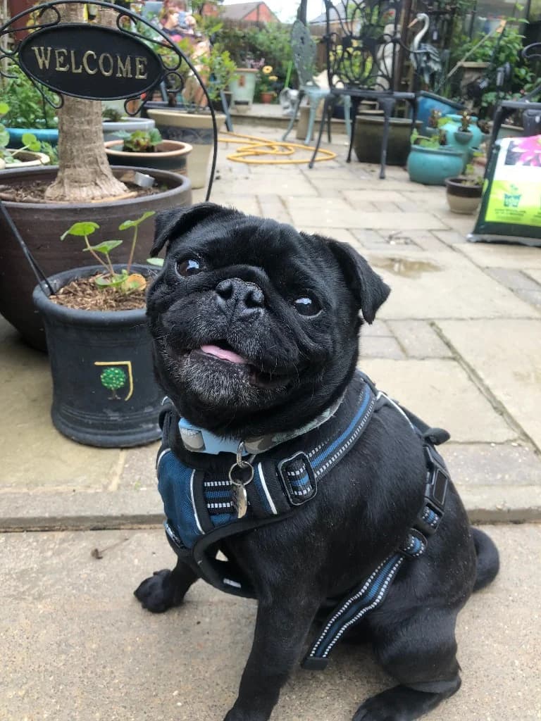 Bruno, male 6yo Pug for adoption at RSPCA Northamptonshire Branch