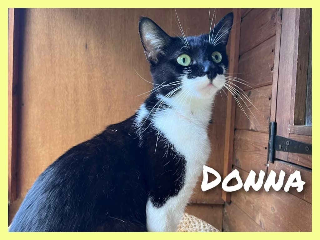 Donna, female puppy Mixed Breed Cat for adoption at RSPCA Northamptonshire Branch