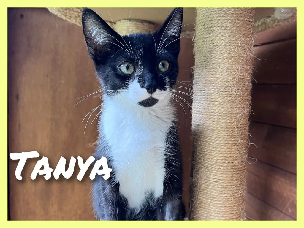Tanya, female puppy Mixed Breed Cat for adoption at RSPCA Northamptonshire Branch