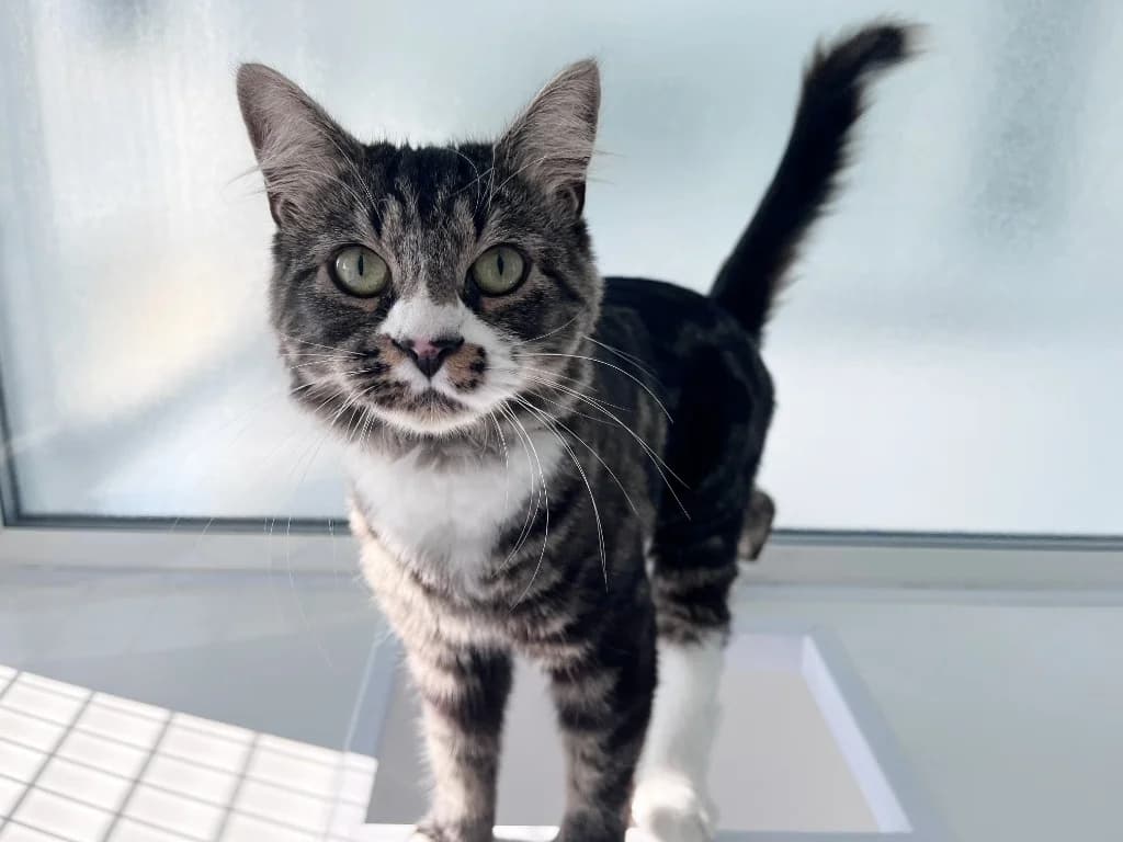 Sapphire, female young Mixed Breed Cat for adoption at RSPCA Northamptonshire Branch