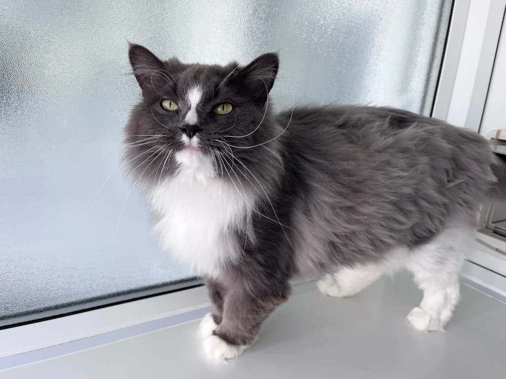 Maddie, female 5yo Mixed Breed Cat for adoption at RSPCA Northamptonshire Branch