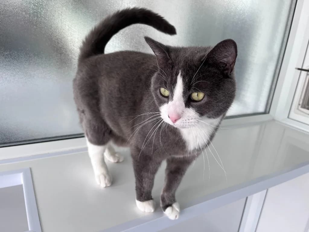 Macie, female 5yo Mixed Breed Cat for adoption at RSPCA Northamptonshire Branch