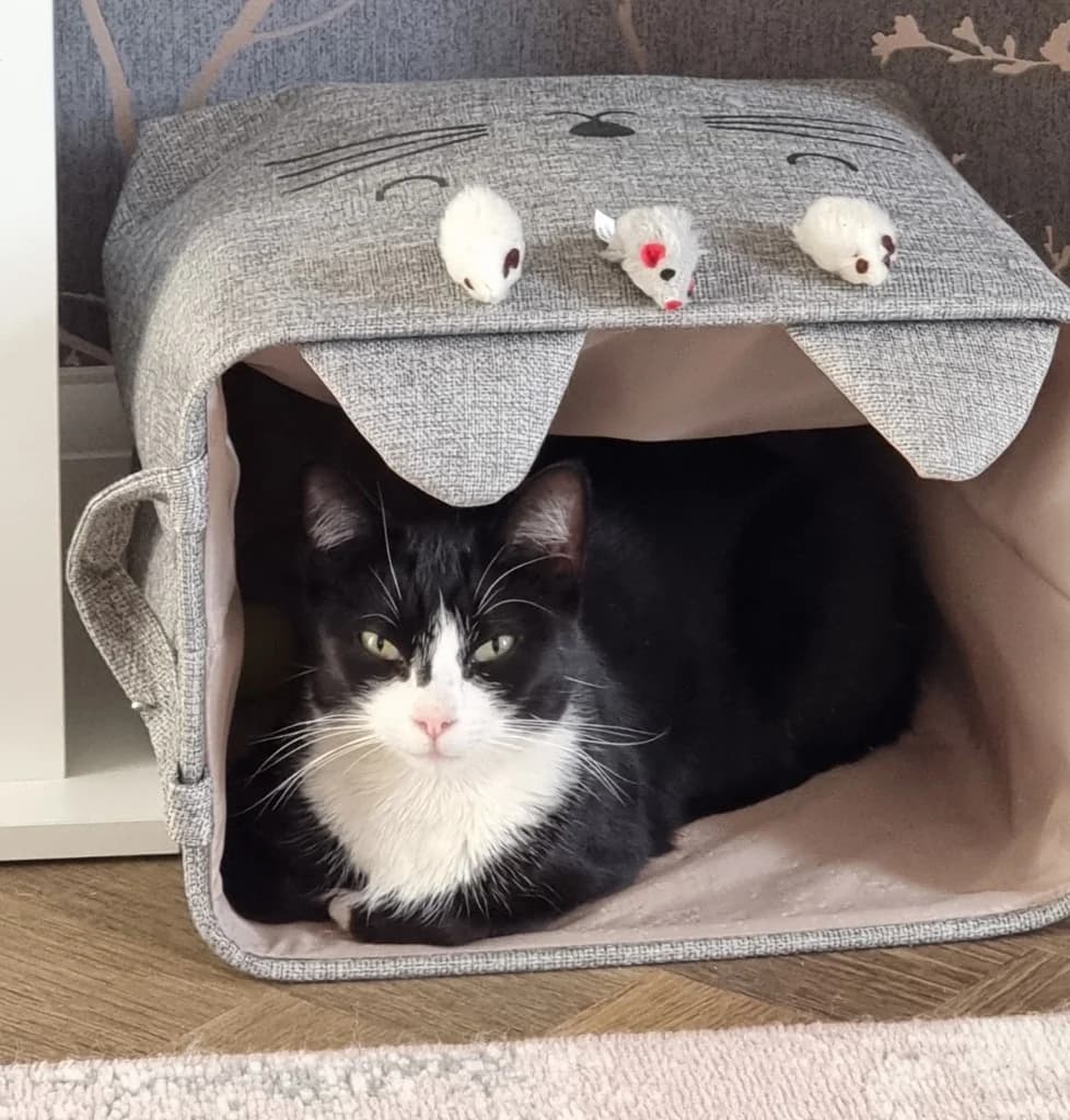 Flora, female puppy Mixed Breed Cat for adoption at RSPCA Northamptonshire Branch