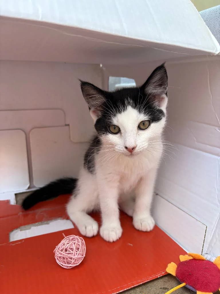 Acorn, male puppy Mixed Breed Cat for adoption at RSPCA Woodside