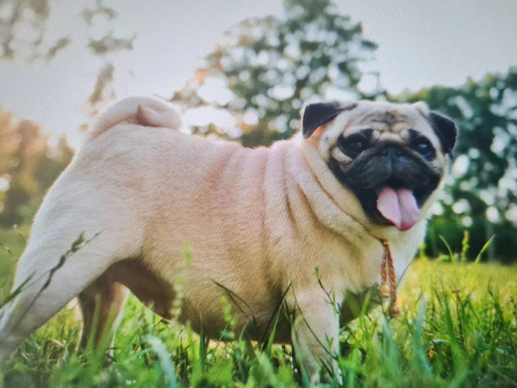 Alice, female senior Pug for adoption at RSPCA Woodside