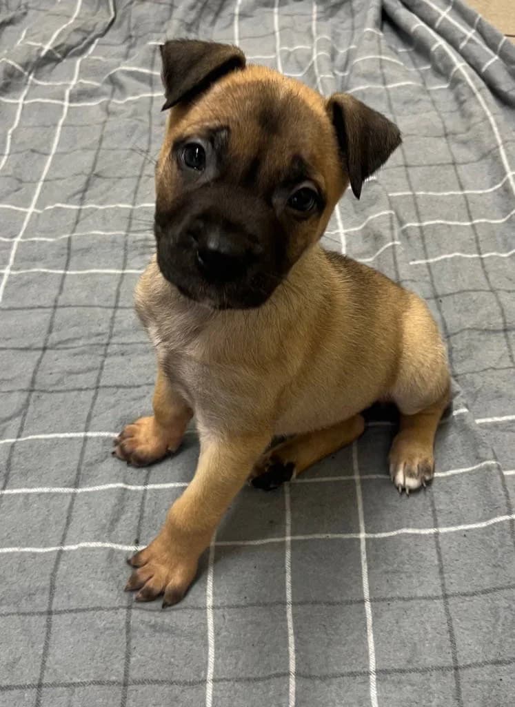 Aphrodite, female puppy Mastiff for adoption at RSPCA Woodside