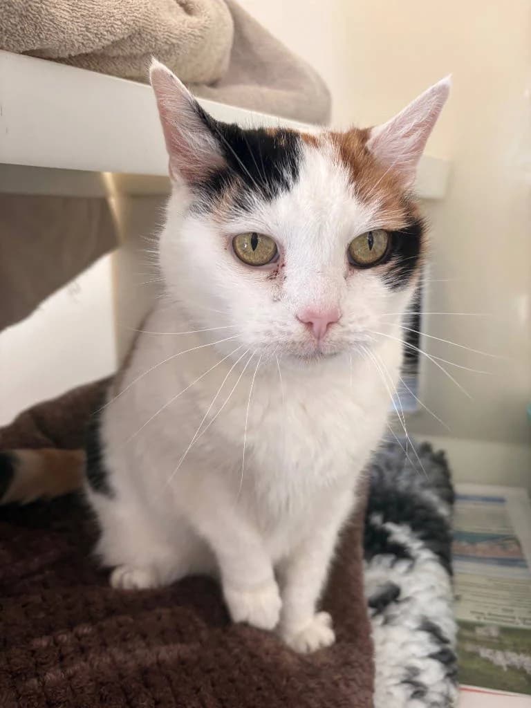 Betsy, female 7yo Mixed Breed Cat for adoption at RSPCA Woodside
