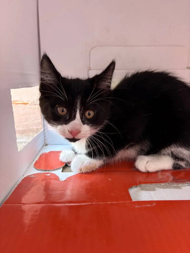 Charm, male puppy Mixed Breed Cat for adoption at RSPCA Woodside
