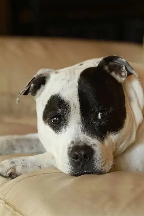 China, female 7yo Staffordshire Bull Terrier for adoption at RSPCA Woodside
