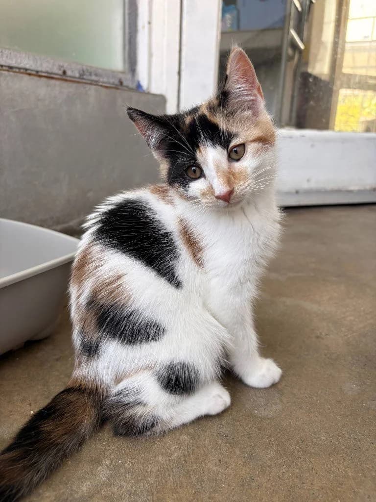 Clover, female Mixed Breed Cat for adoption at RSPCA Woodside