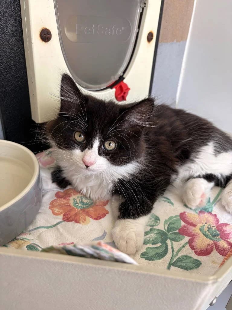 Dream, male puppy Mixed Breed Cat for adoption at RSPCA Woodside