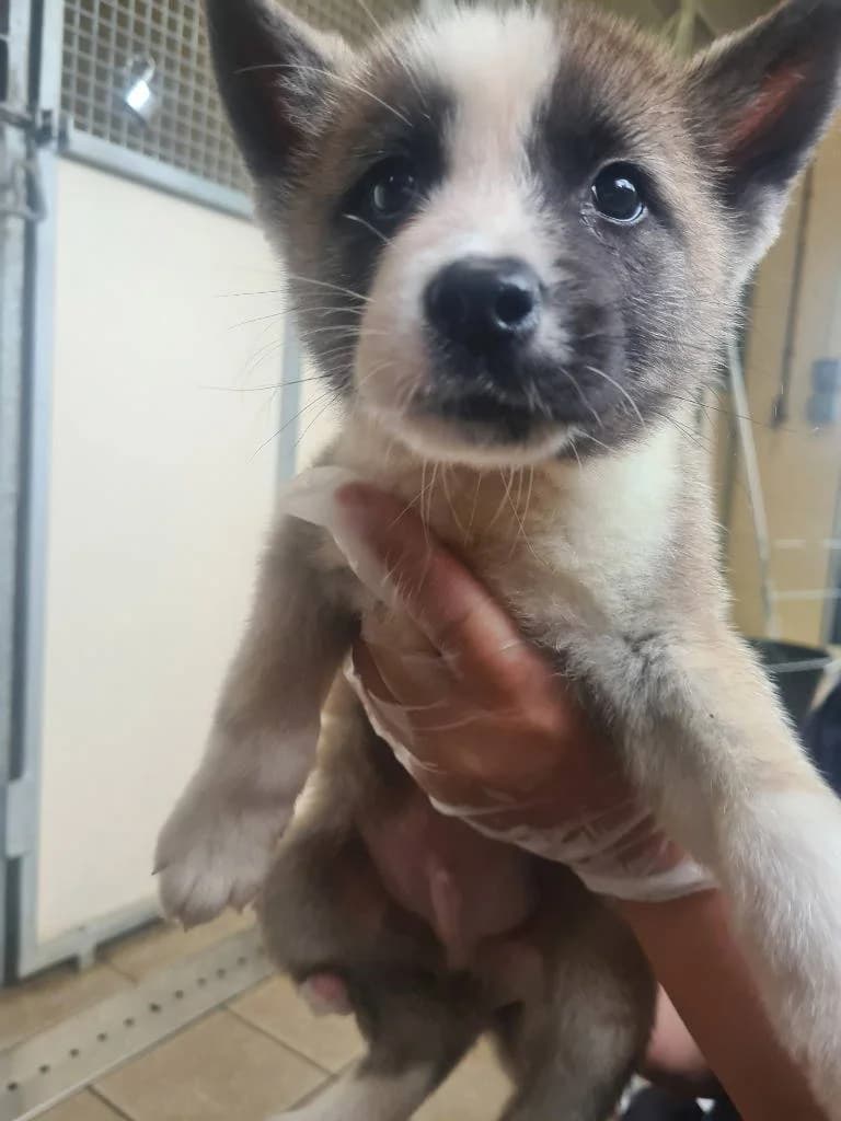 Dustin, male puppy Akita for adoption at RSPCA Woodside