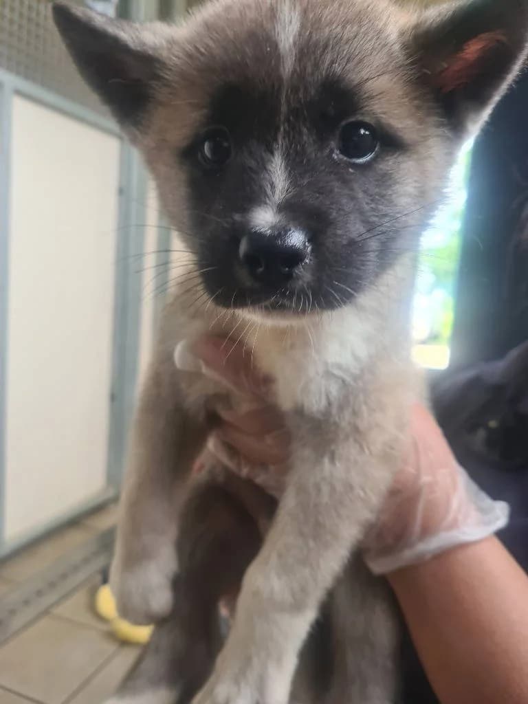 Eddie, male puppy Akita for adoption at RSPCA Woodside