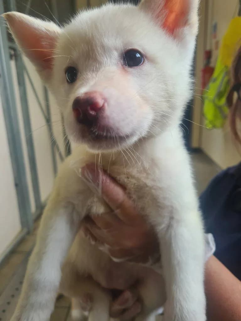 Elle, female Akita for adoption at RSPCA Woodside