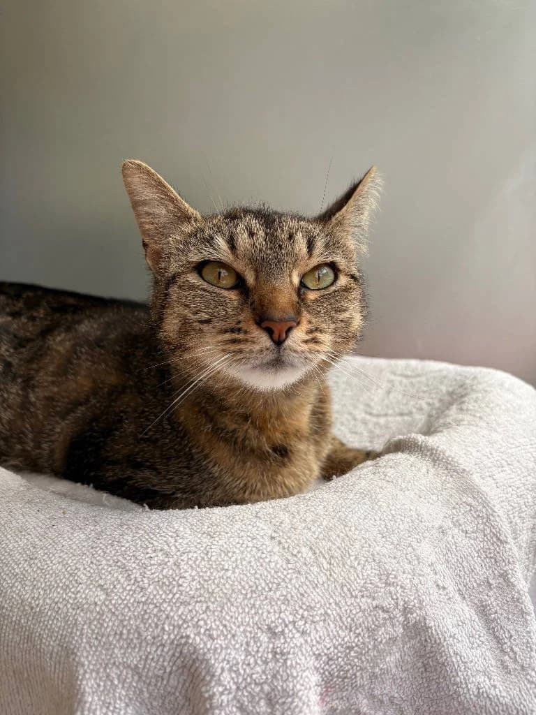 Eurydice, female young Mixed Breed Cat for adoption at RSPCA Woodside