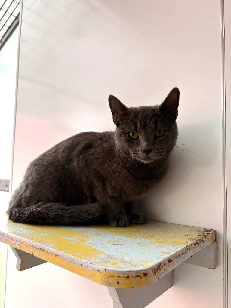 Georgia, female young Mixed Breed Cat for adoption at RSPCA Woodside