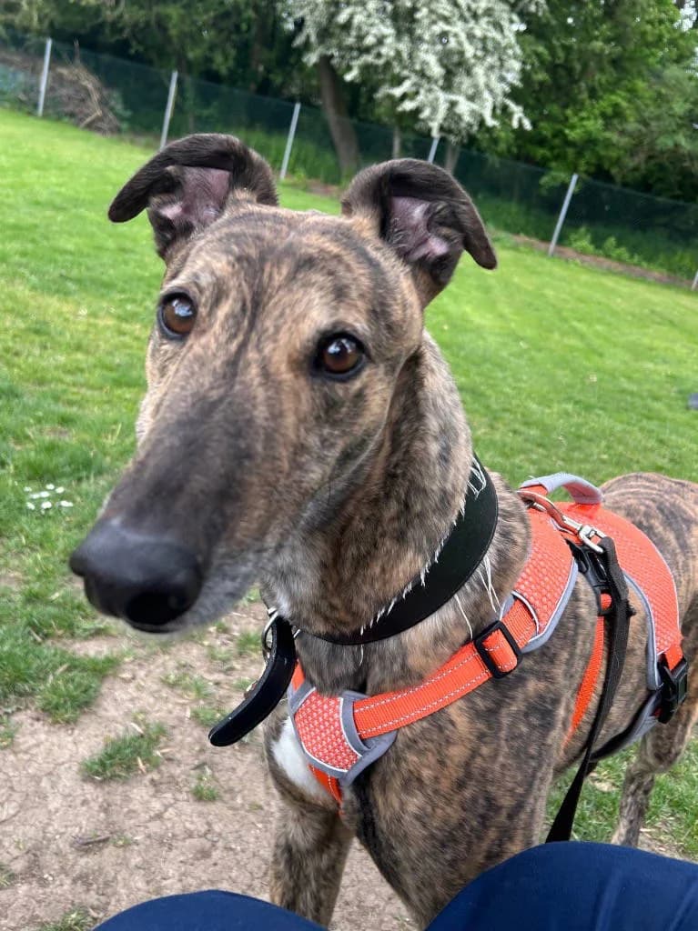 Harry, male 5yo Greyhound for adoption at RSPCA Woodside