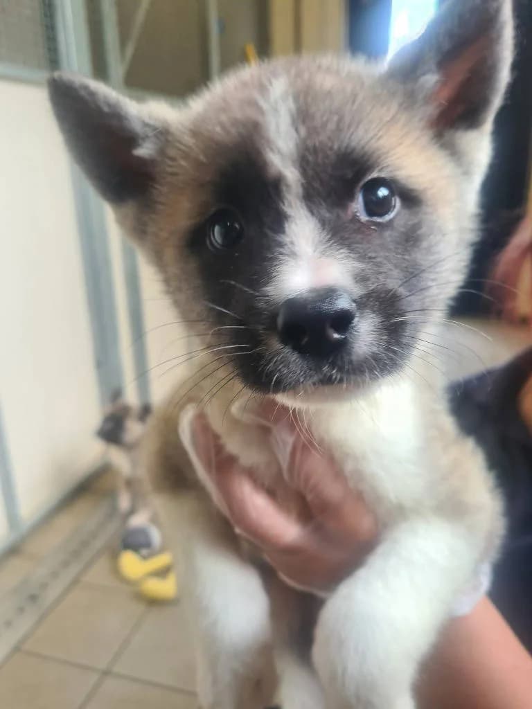 Hopper, male puppy Akita for adoption at RSPCA Woodside