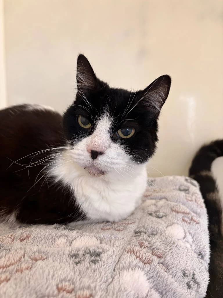 Jamie, female senior Mixed Breed Cat for adoption at RSPCA Woodside