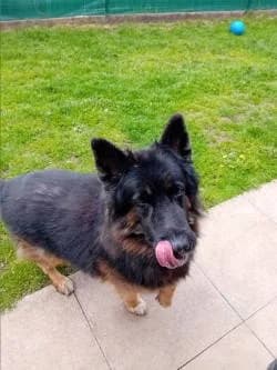 Jet, male senior mixed breed for adoption at RSPCA Woodside
