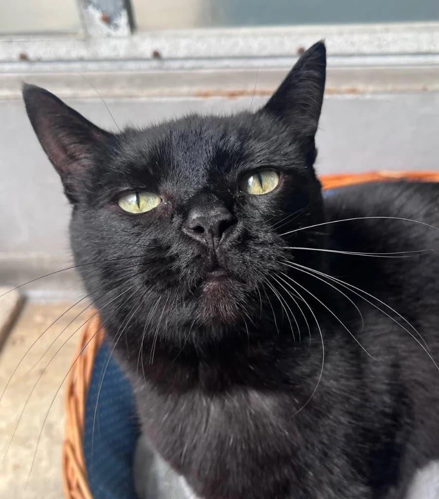 Joshua, male senior Mixed Breed Cat for adoption at RSPCA Woodside