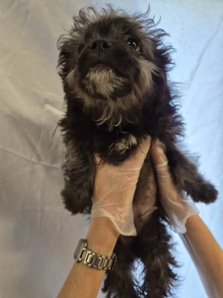 Kazoo, male puppy Mixed Breed for adoption at RSPCA Woodside