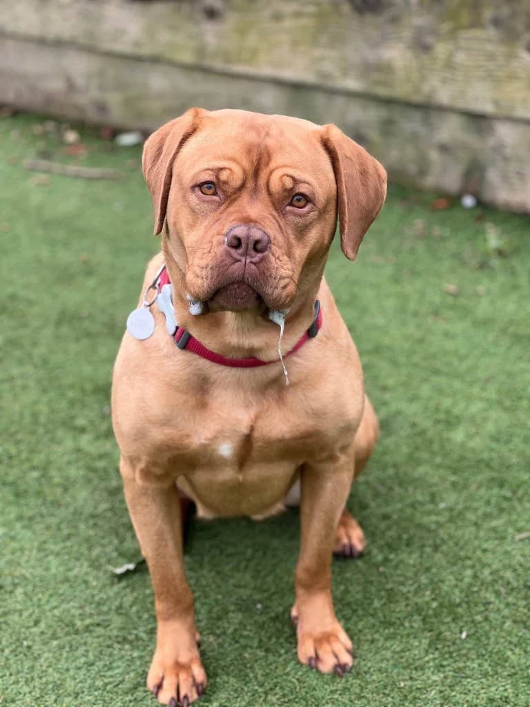 Koda, female 3yo mixed breed for adoption at RSPCA Woodside