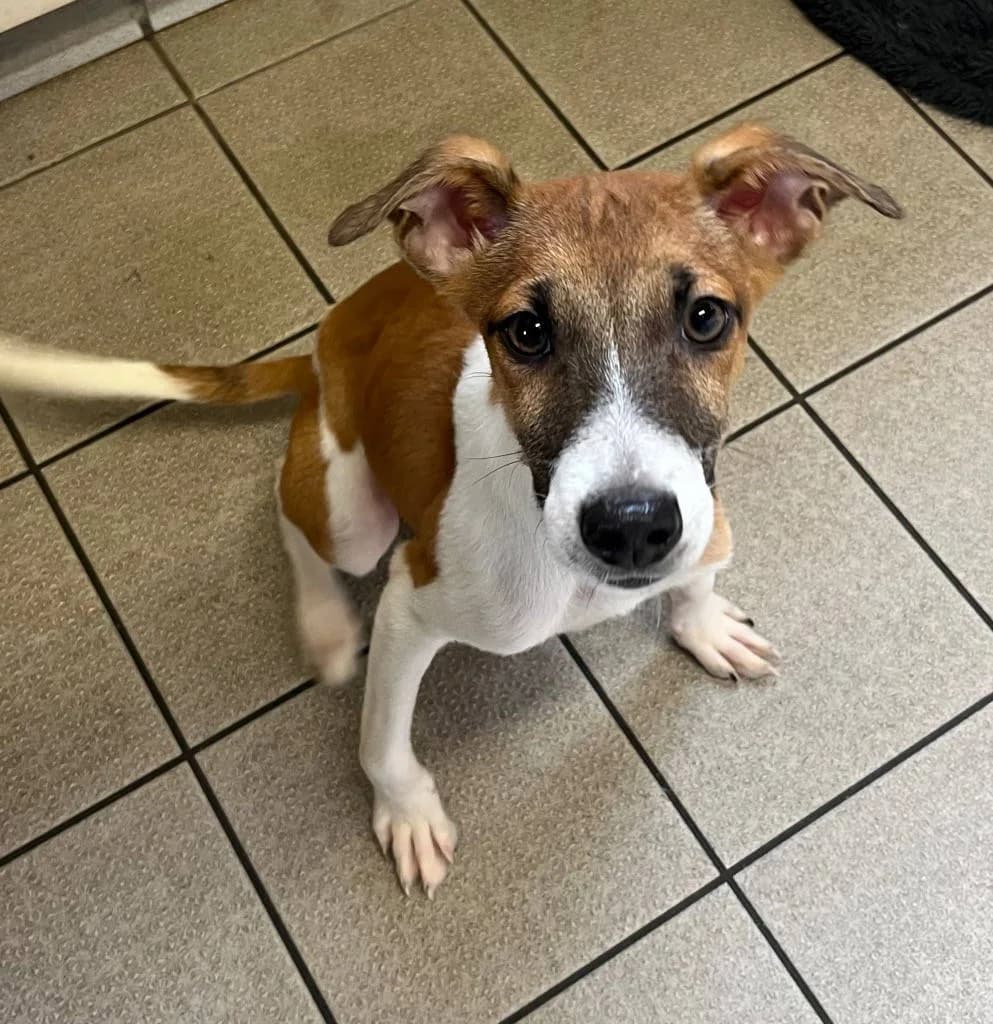 Korn, male puppy Mixed Breed for adoption at RSPCA Woodside