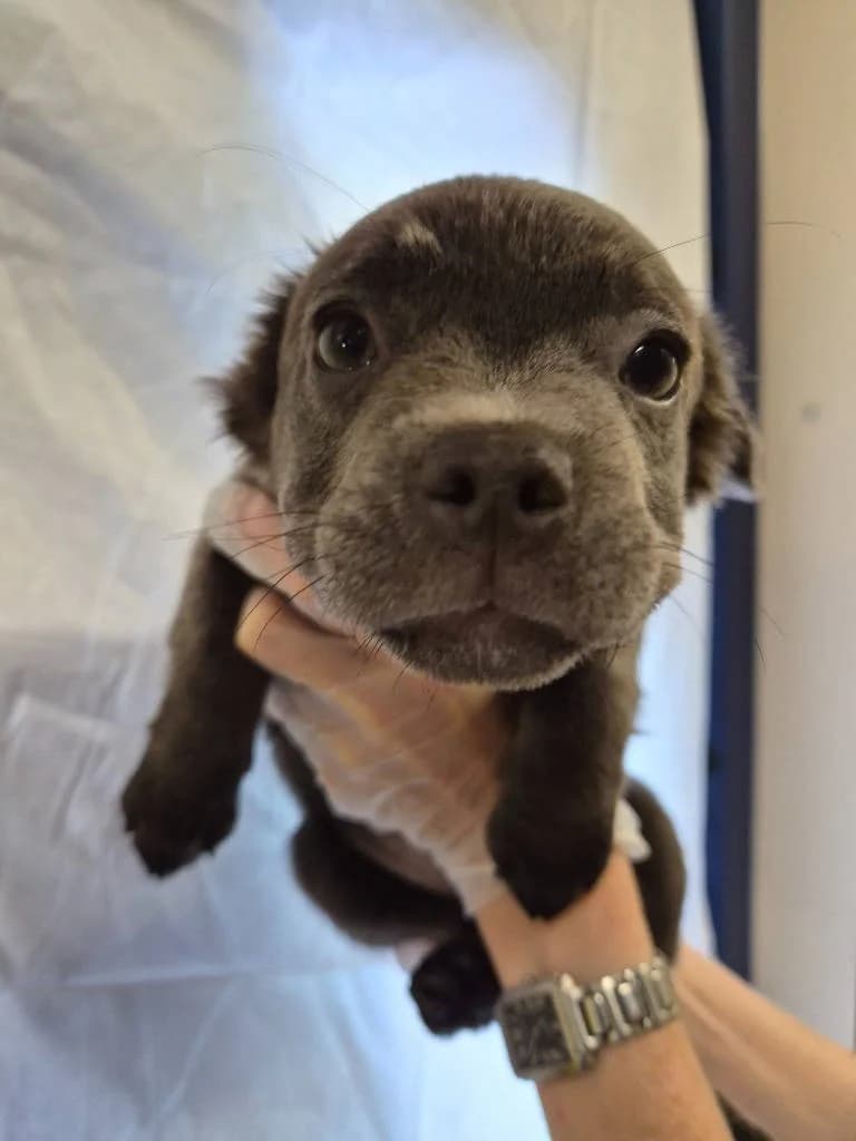 Koudi, male puppy Mixed Breed for adoption at RSPCA Woodside