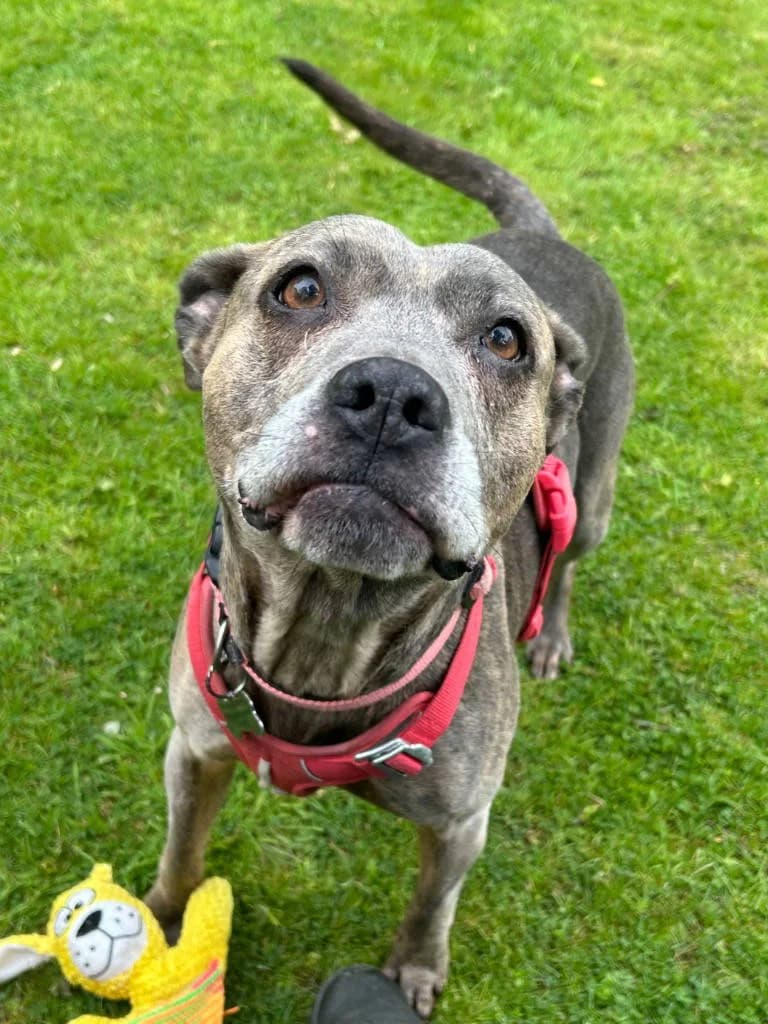 Lola, female 7yo Staffordshire Bull Terrier for adoption at RSPCA Woodside