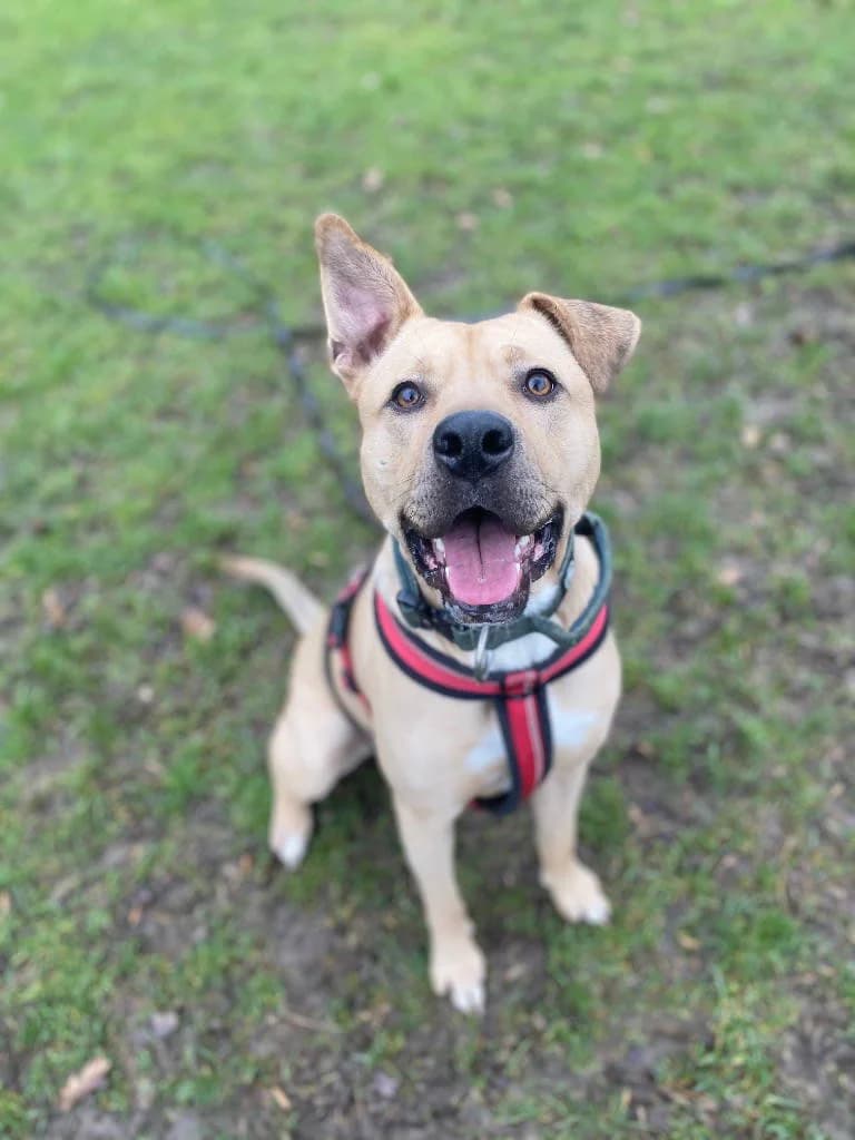 Louis, male young Mixed Breed for adoption at RSPCA Woodside