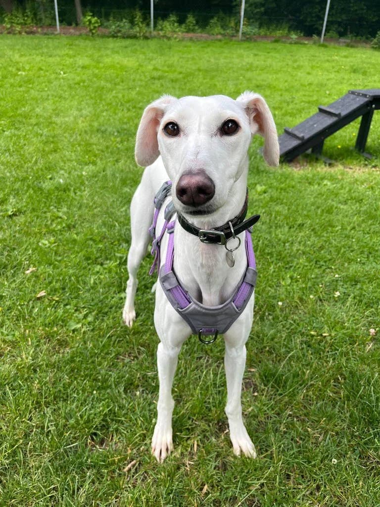 Lucky, male young Lurcher for adoption at RSPCA Woodside