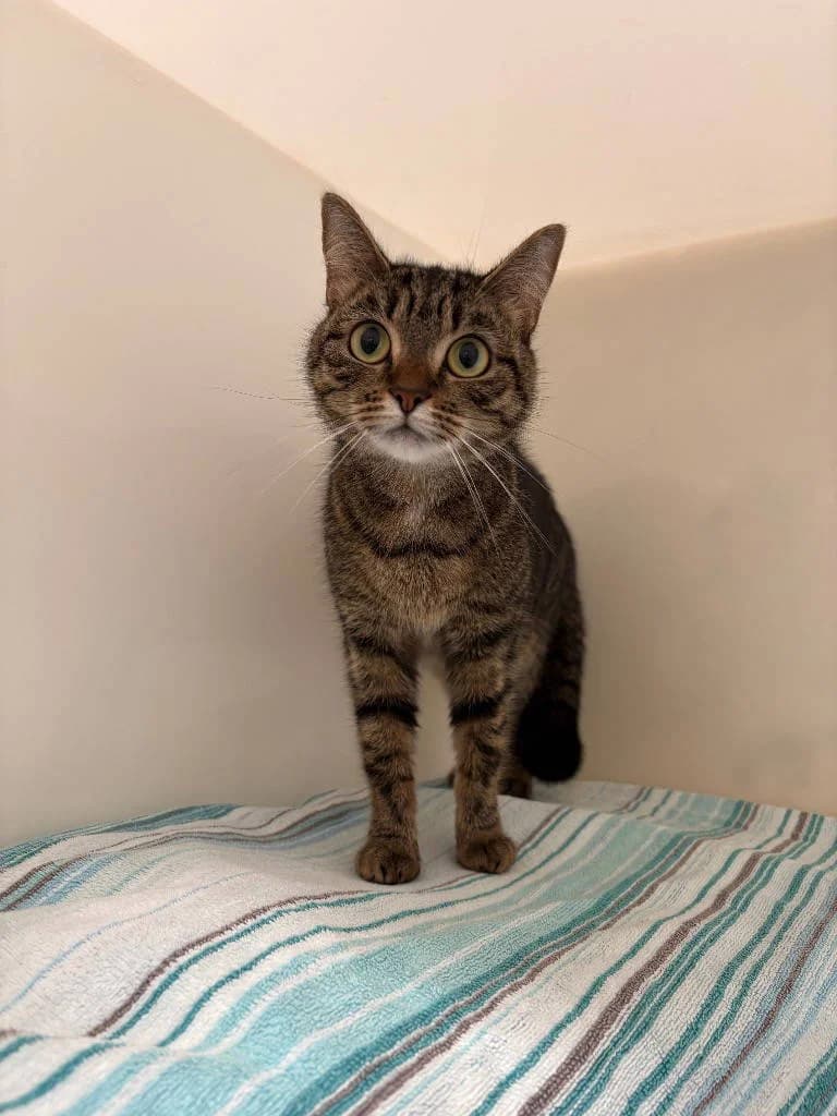 Lulu, female young Mixed Breed Cat for adoption at RSPCA Woodside