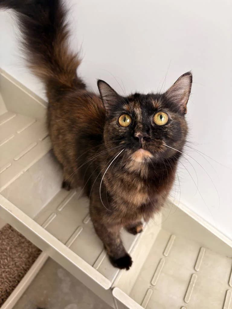 Luna, female young Mixed Breed Cat for adoption at RSPCA Woodside