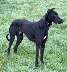 Maggie, female young Lurcher for adoption at RSPCA Woodside